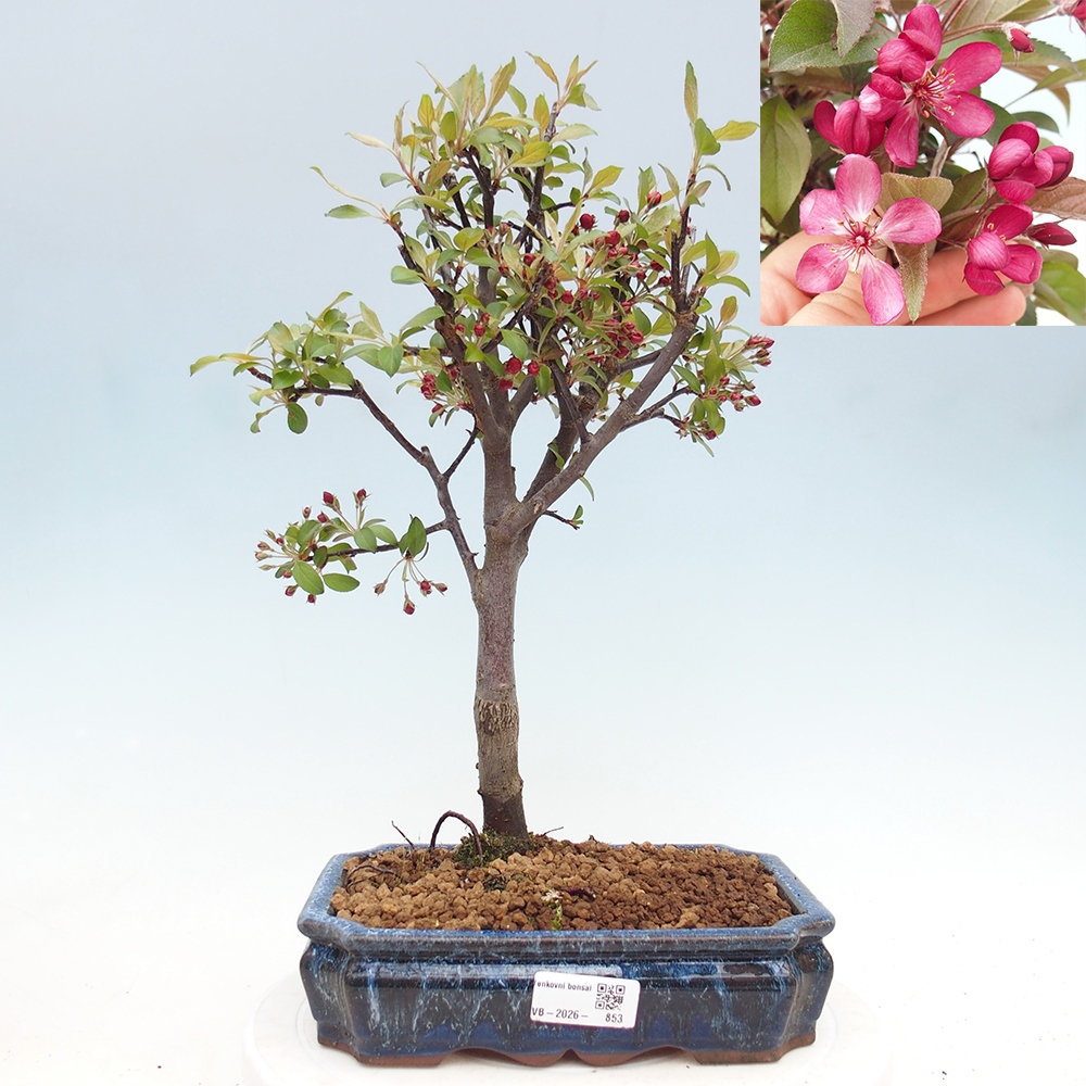 Outdoor bonsai - Malus domestica - Jabłoń czerwonolistna o małych owocach