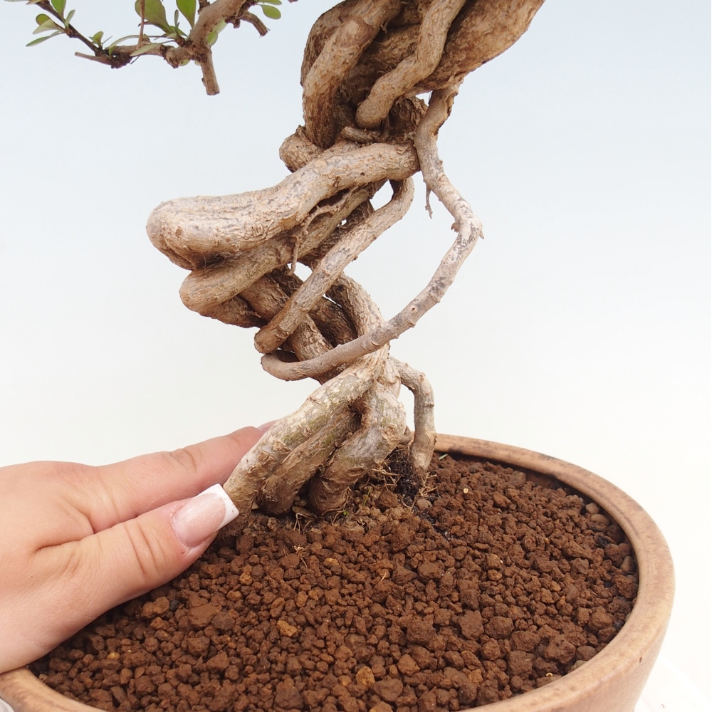 Bonsai zewnętrzne - Berberis coreana