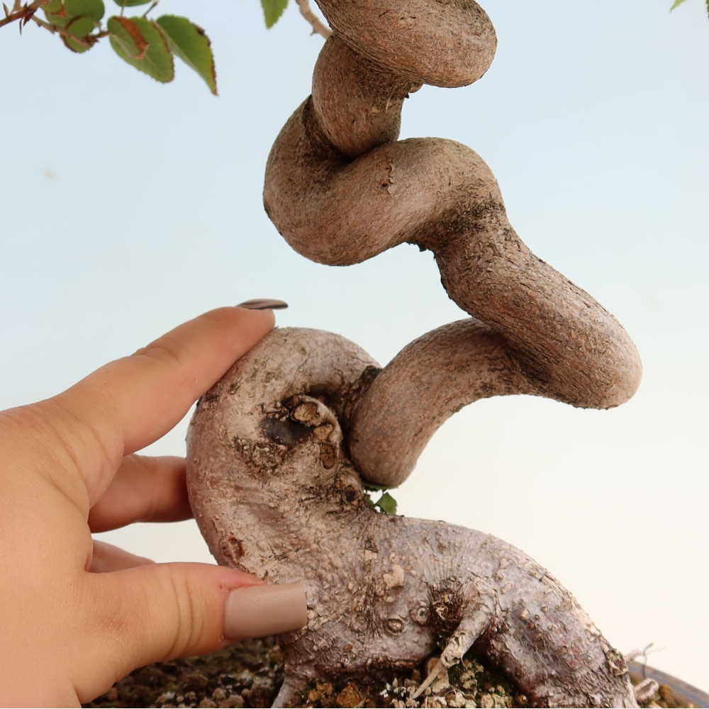 Outdoor bonsai - Carpinus CARPINOIDES - grab koreański