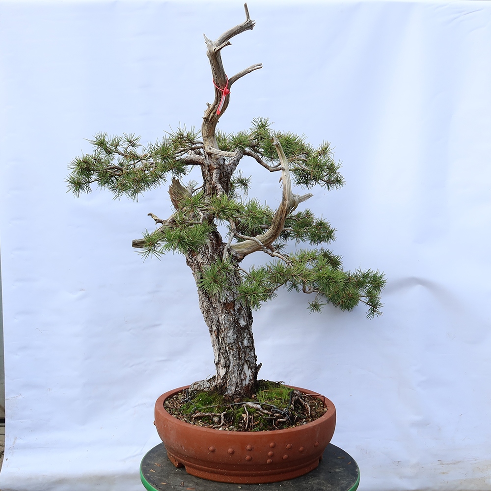 Pinus sylvestris Hiszpania – sosna zwyczajna