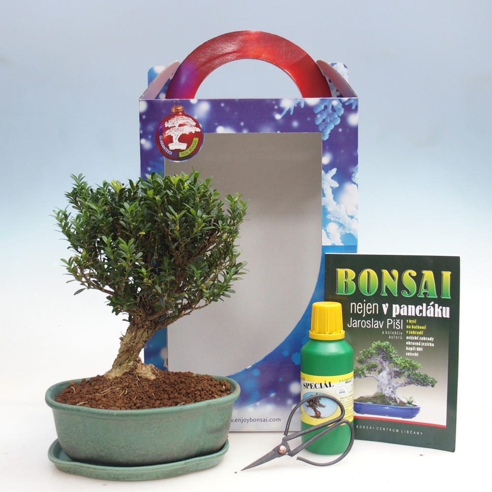 Bonsai pokojowe w pudełku upominkowym Buxus harlandii - buxus korkowy