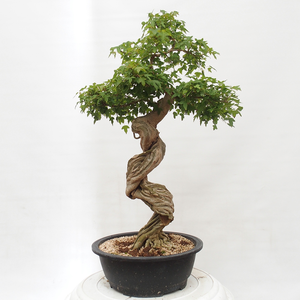 Outdoor bonsai - Maple Buergerianum - Burger Maple