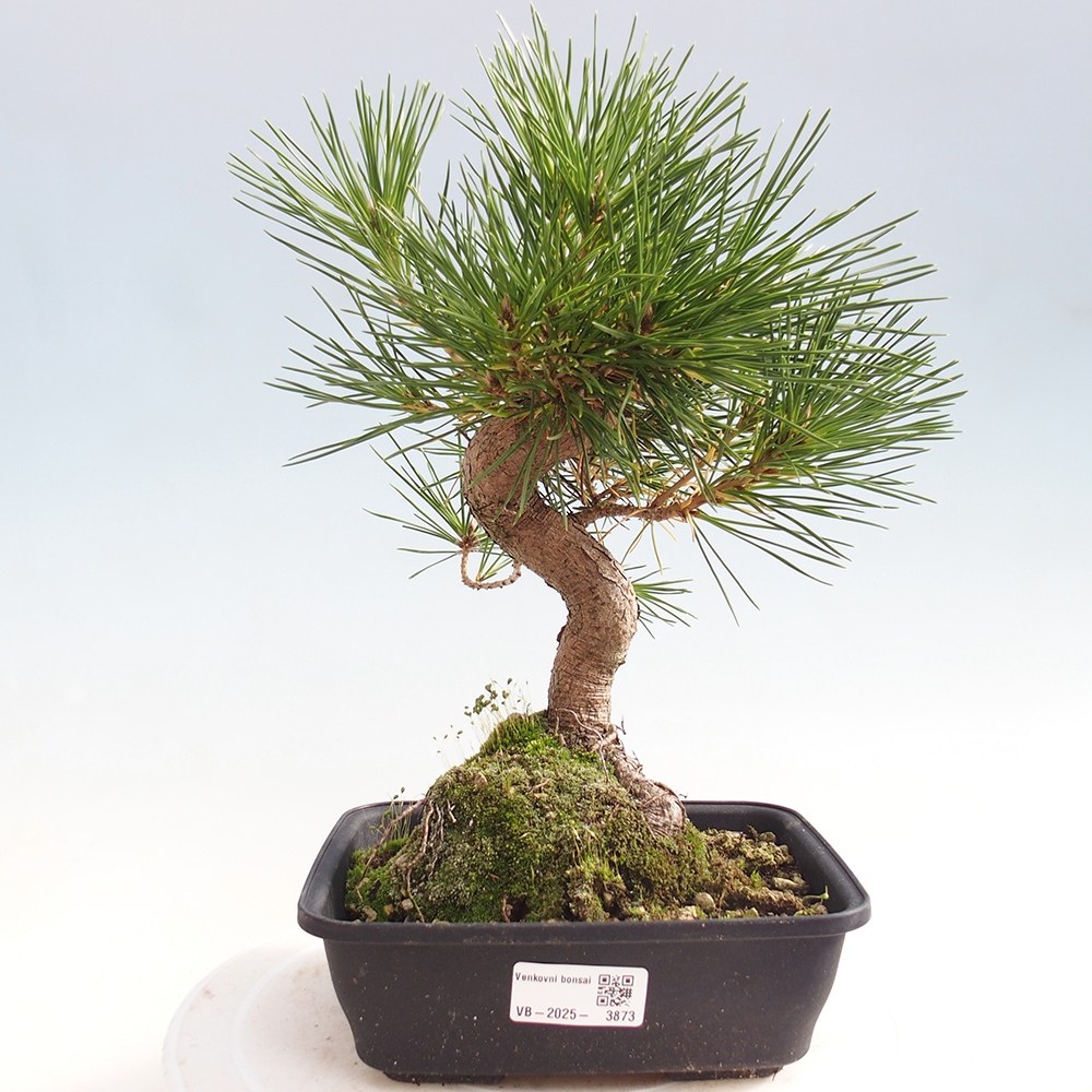 Outdoor bonsai - Pinus thunbergii - sosna Thunberga