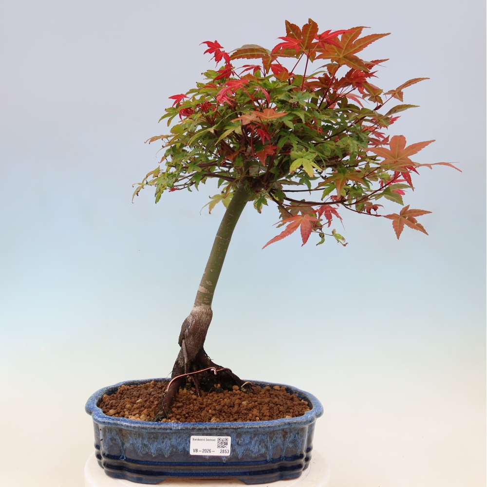 Klon pospolity - Acer palmatum Beni Tsukasa
