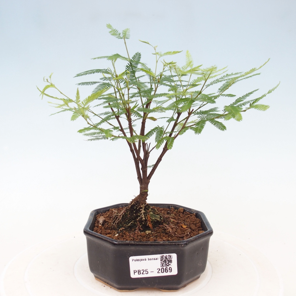 Pokój bonsai-Calliandra surinamensis Dixie Pink - Kaliandra z Surii
