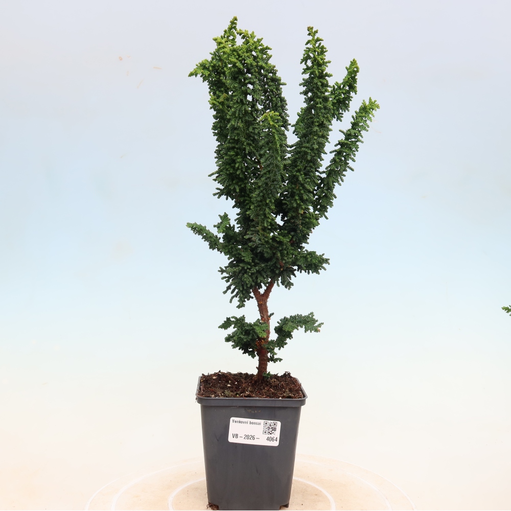 Bonsai zewnętrzne - Cham. obtusa SEKKA HINOKI - Cyprys