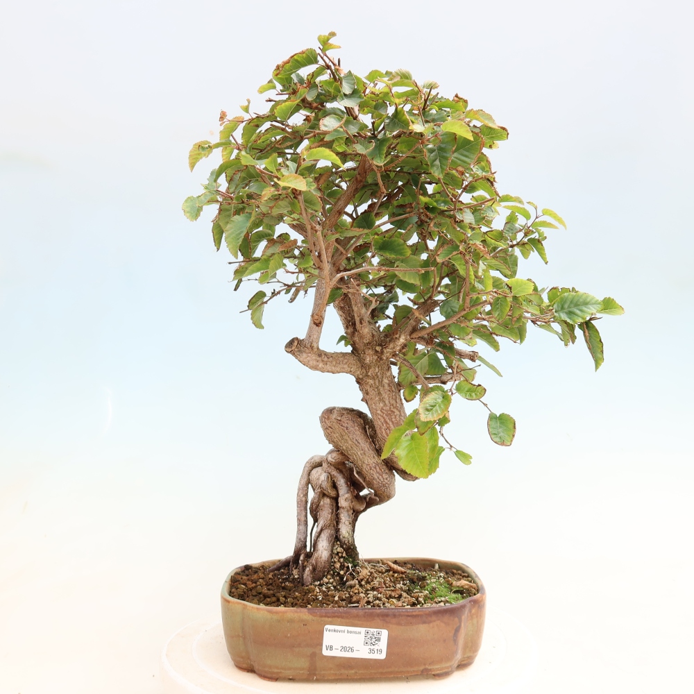 Outdoor bonsai - Carpinus CARPINOIDES - grab koreański