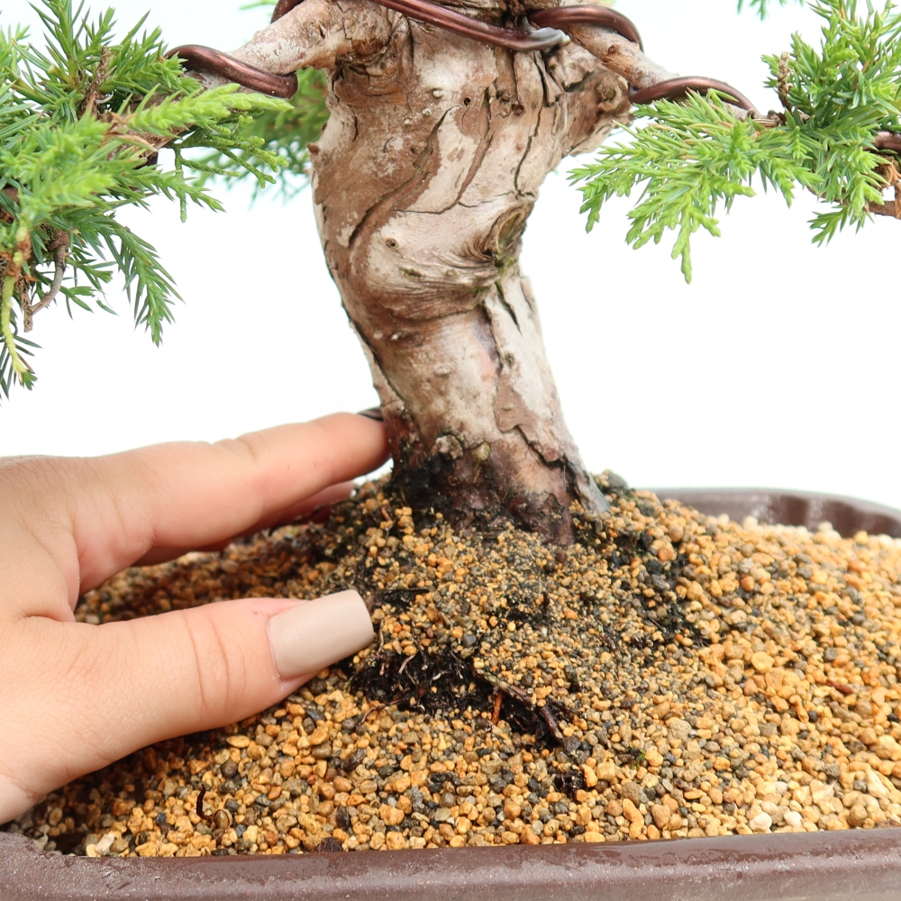 Bonsai ogrodowe – Juniperus chinensis Itoigawa – jałowiec chiński