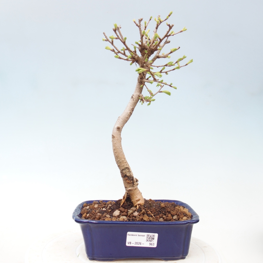 Bonsai zewnętrzne - Pseudolarix amabis-Pseudolarix amabis