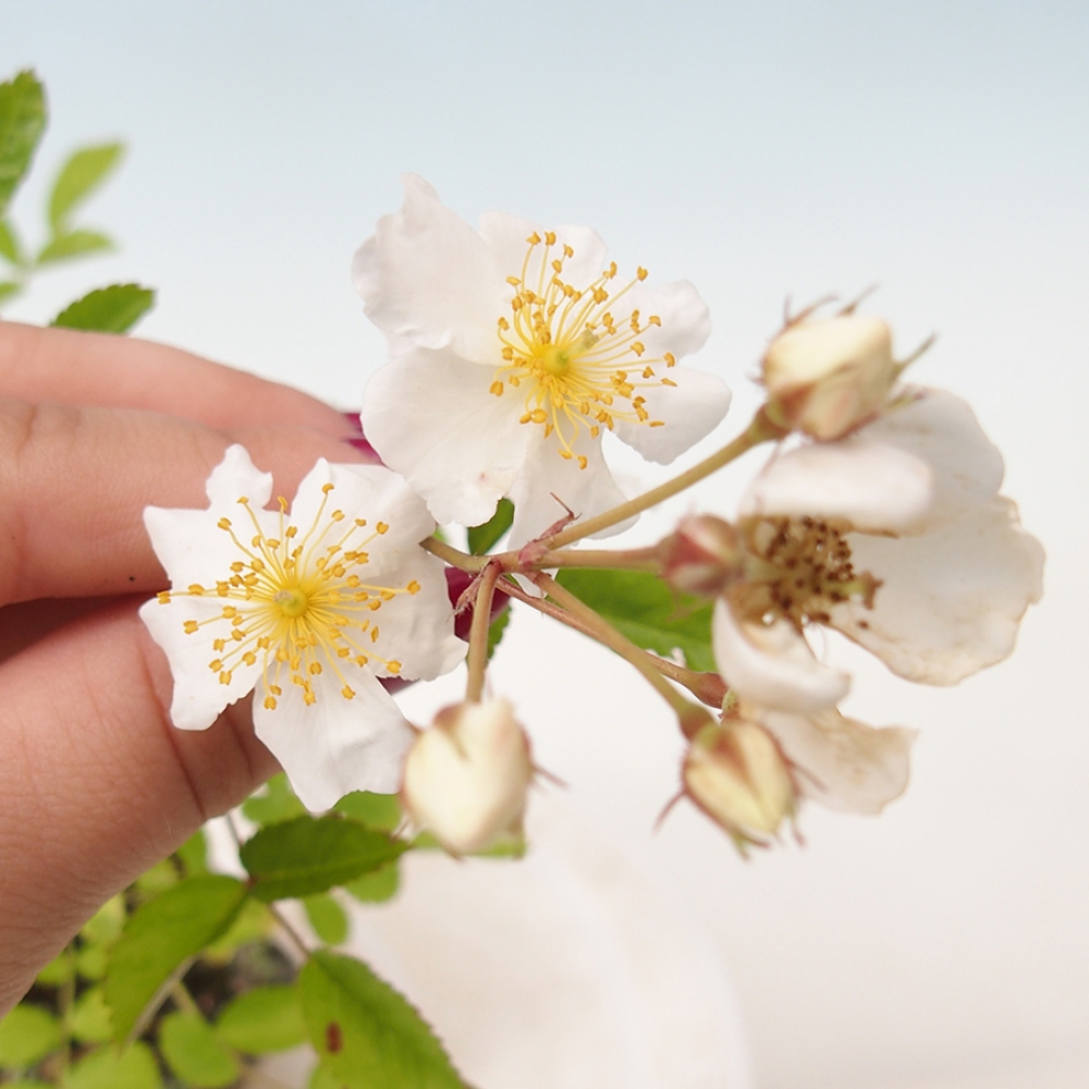 Bonsai na zewnątrz - Rosa sp. - róża drobnokwiatowa