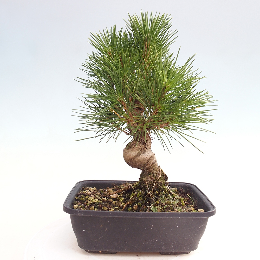 Outdoor bonsai - Pinus thunbergii - sosna Thunberga