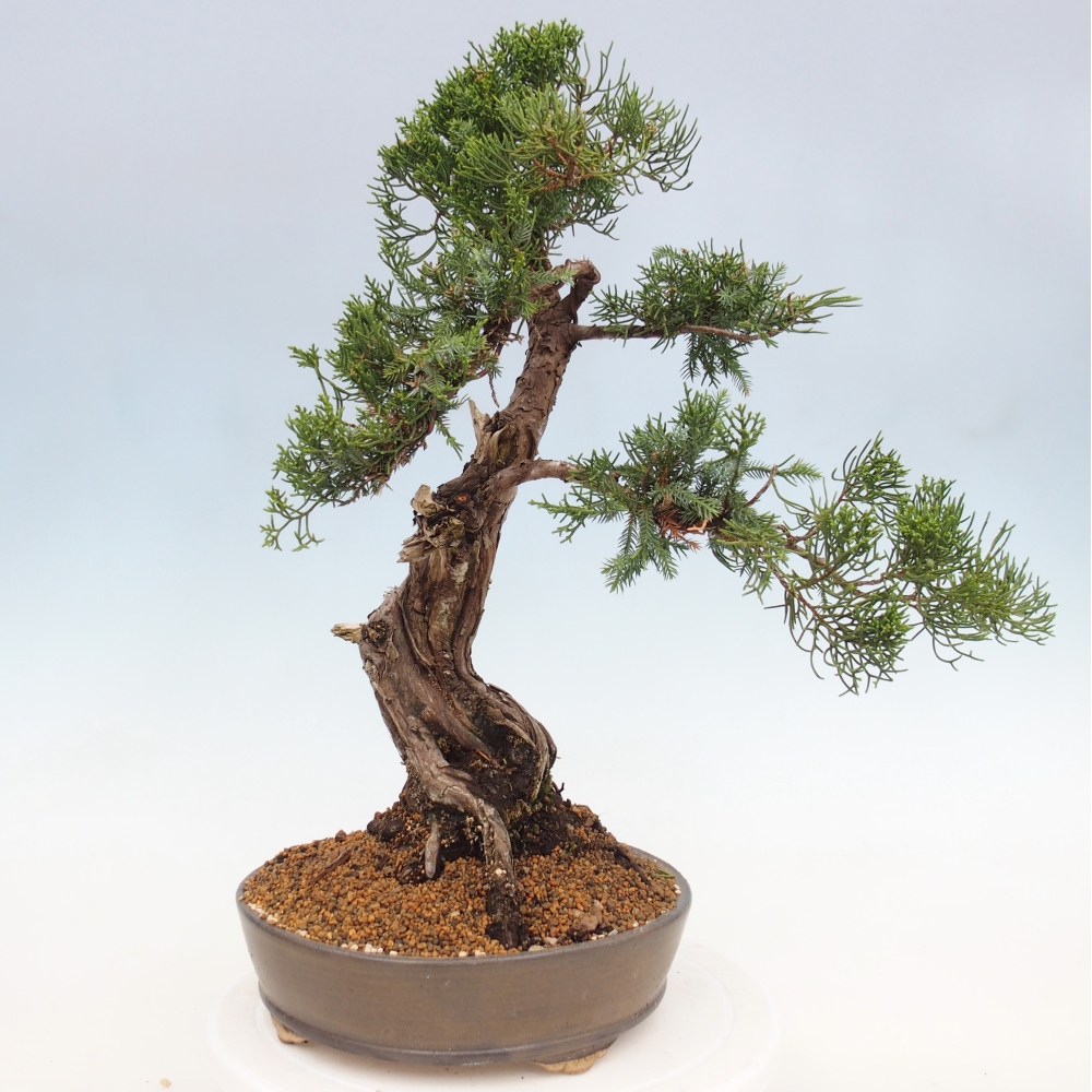 Outdoor bonsai - Juniperus chinensis Itoigawa - Jałowiec chiński