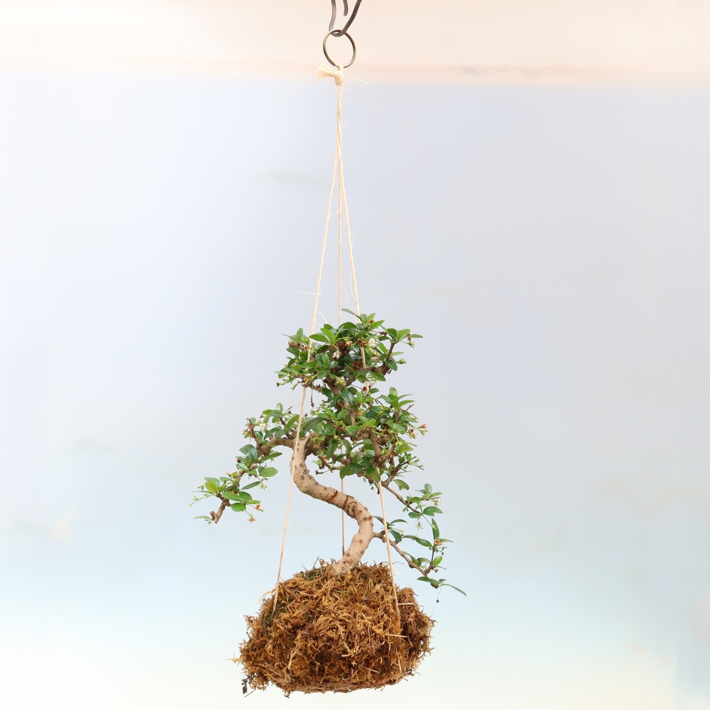 Kokedama w ceramicznej doniczce – Čaj-fuki – Carmona macrophylla