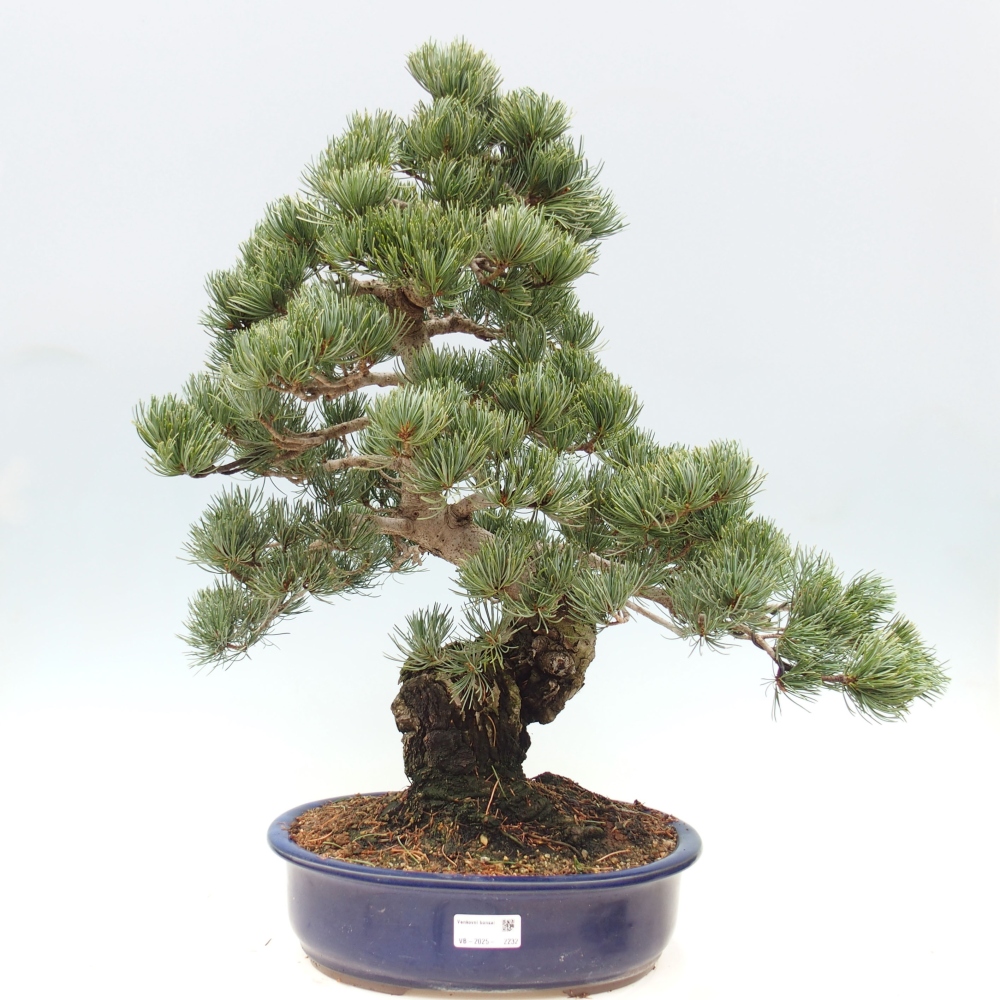 Outdoor bonsai - Pinus parviflora - Mała sosna