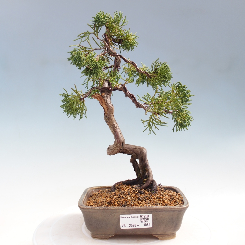 Outdoor bonsai - Juniperus chinensis Kishu