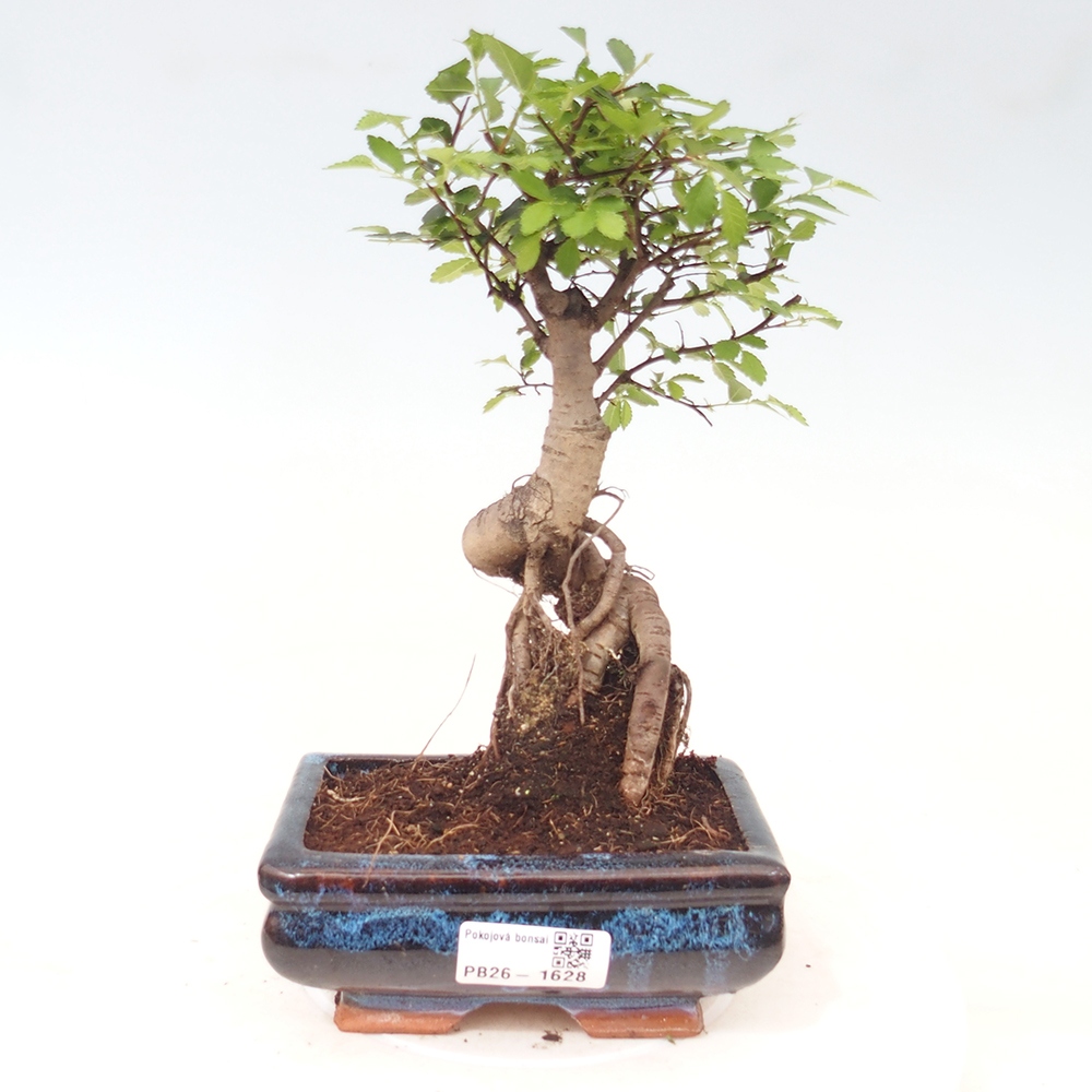 Pokój bonsai - Ulmus parvifolia - Wiąz drobnolistny