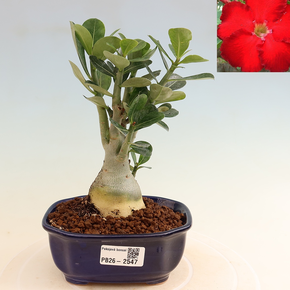 Bonsai pokojowe – Adenium obesum Red Star – Róża pustynna