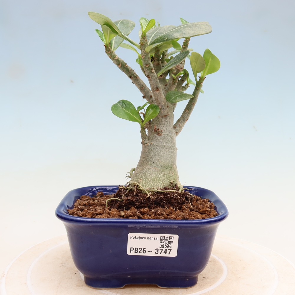 Bonsai pokojowe – Adenium obesum Red Star – Róża pustynna