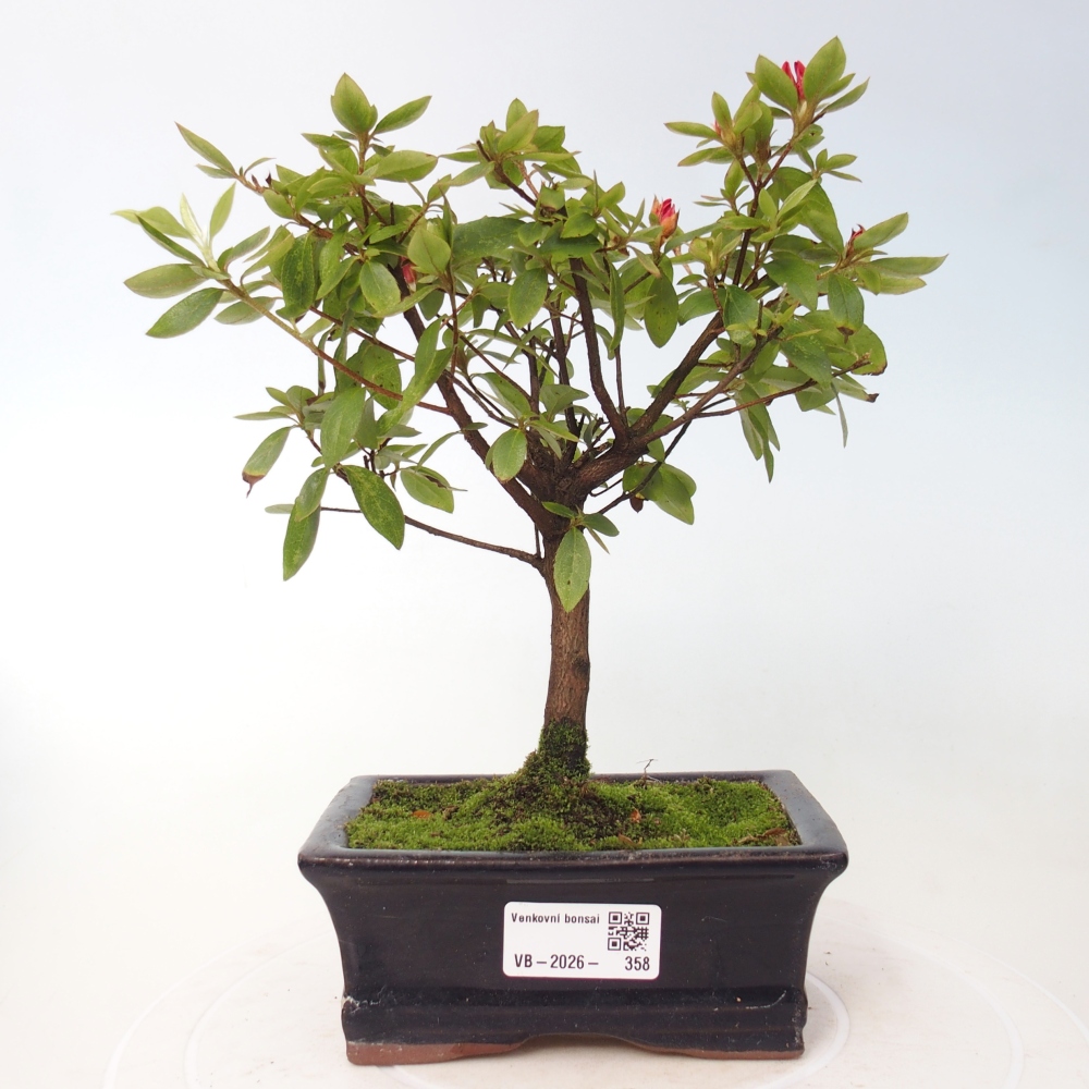 Outdoor bonsai - Azalia japońska - Azalea sp.