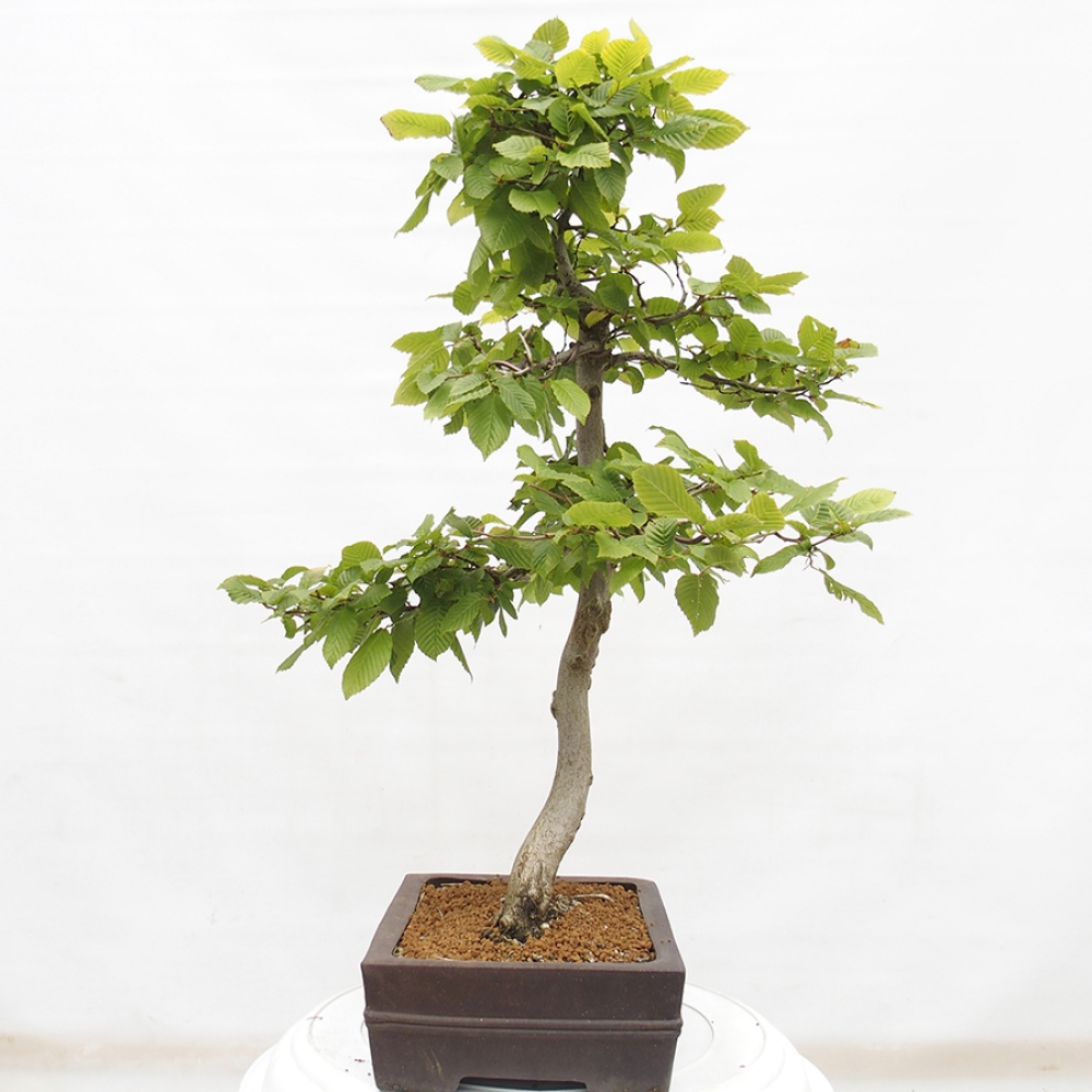 Bonsai zewnętrzne - Grab - Carpinus betulus