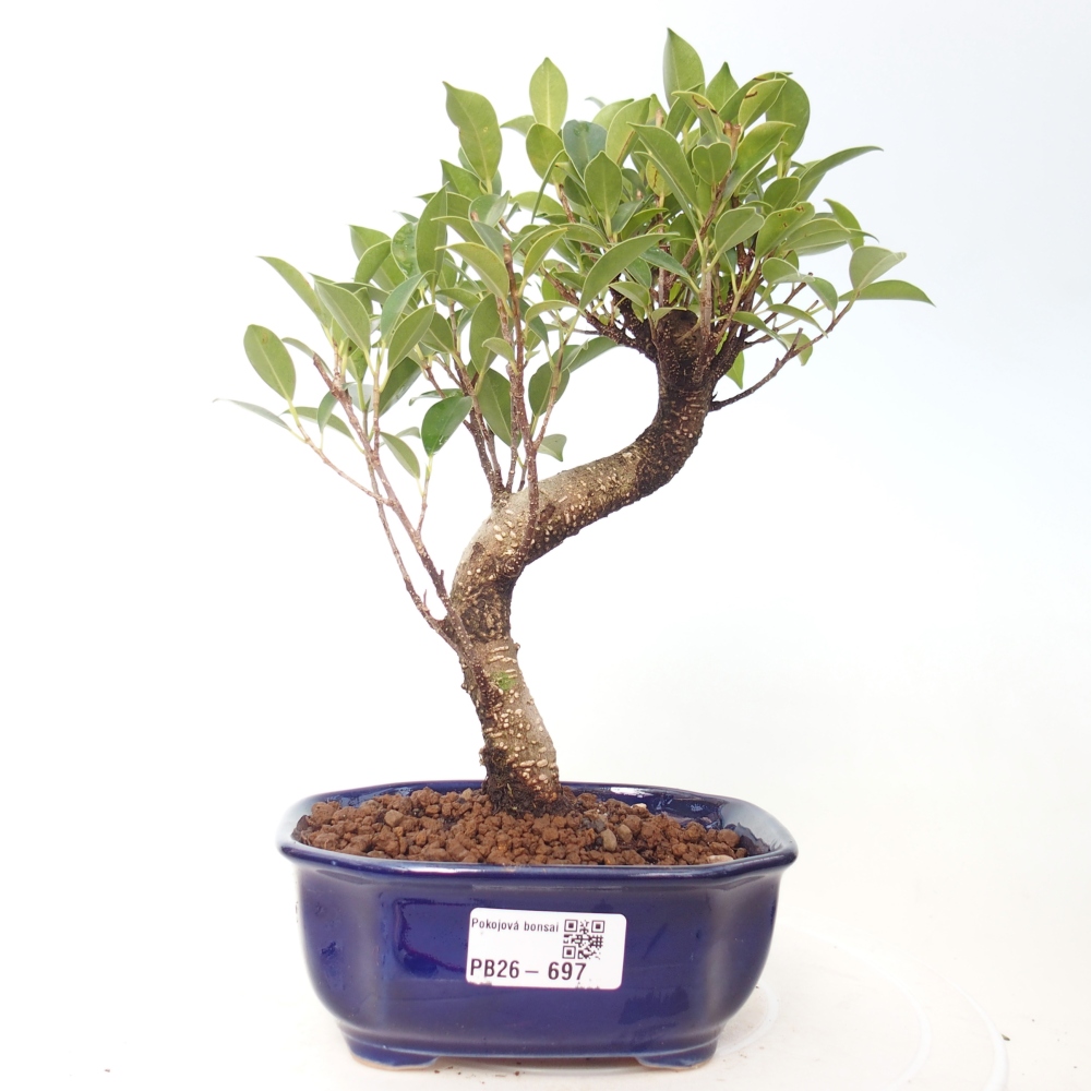 Pokój bonsai - Ficus retusa - figowiec drobnolistny