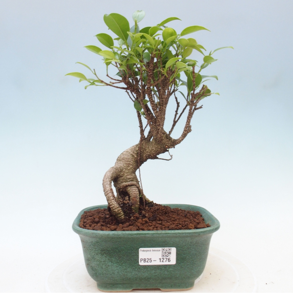 Kryty bonsai - Ficus retusa - figowiec drobnolistny