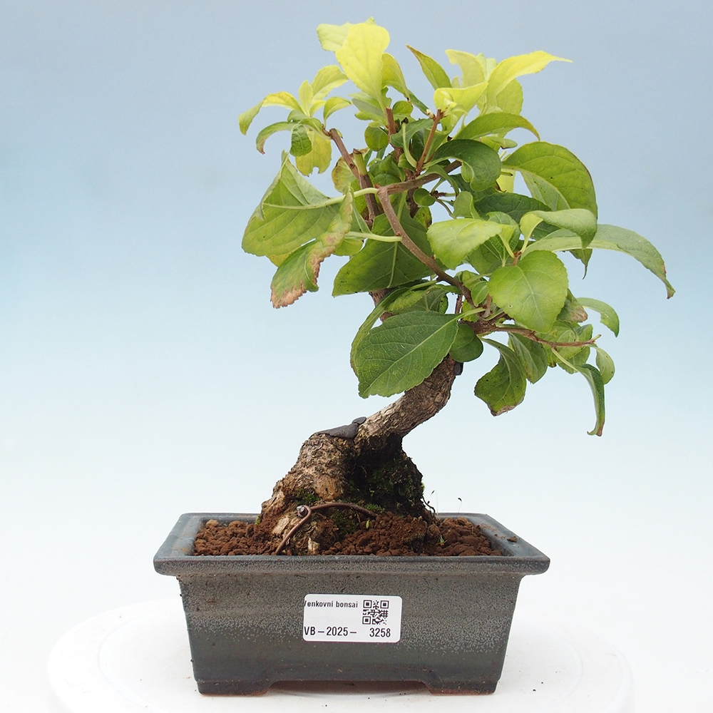 Bonsai na zewnątrz - Celastrus Jesenec
