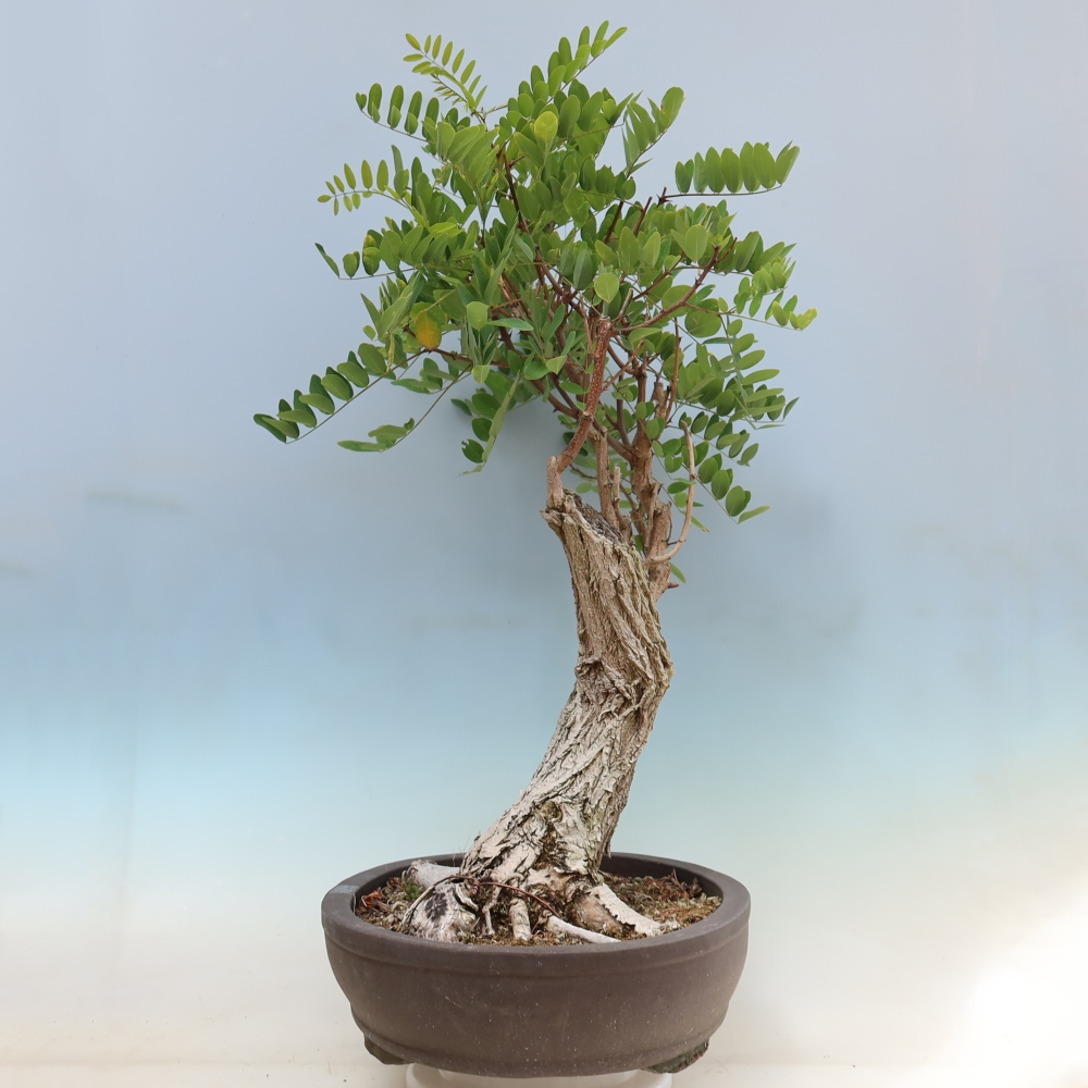 Bonsai ogrodowe – Trnovník  Akacja – Robinia pseudoacacia