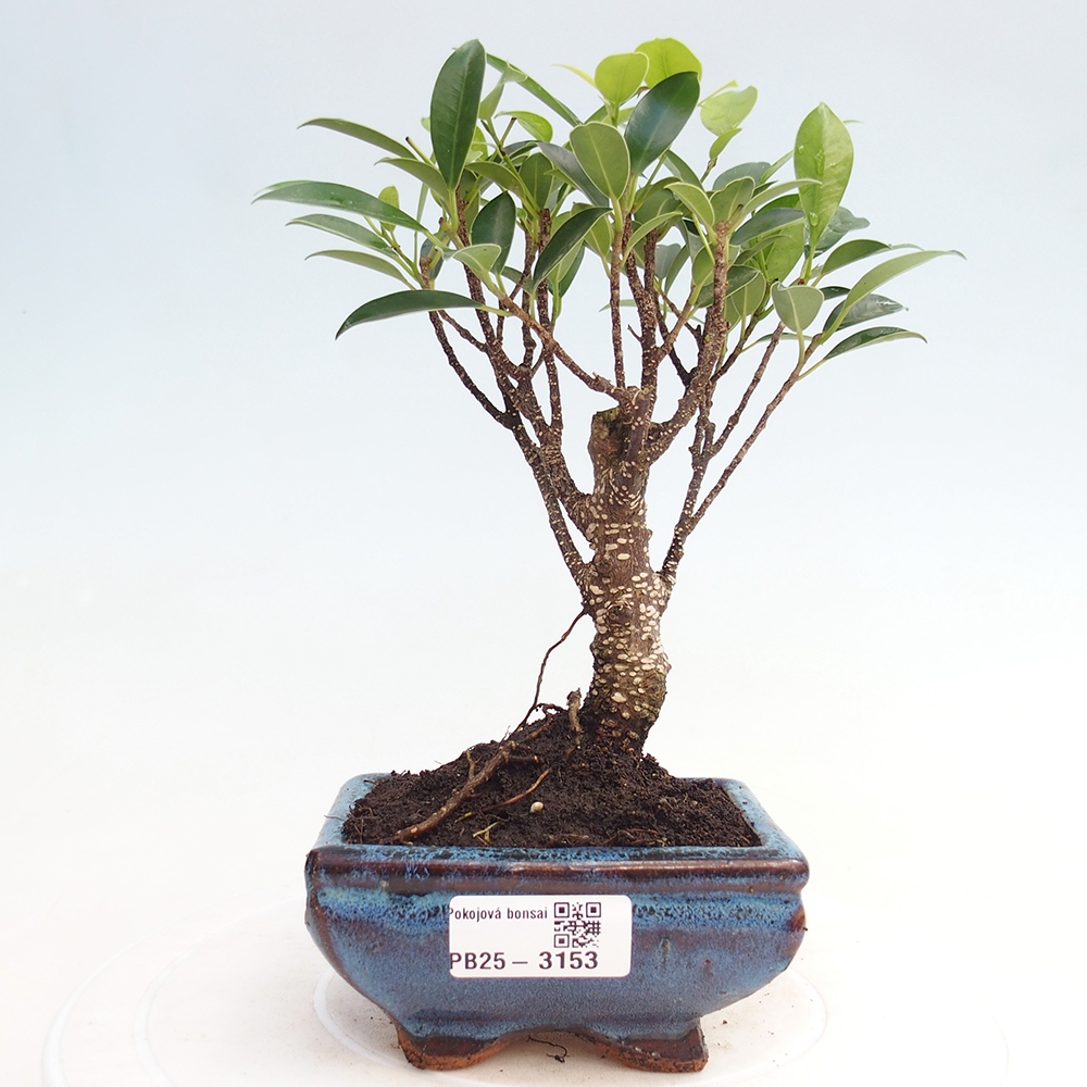 Pokój bonsai Ficus retusa kimmen