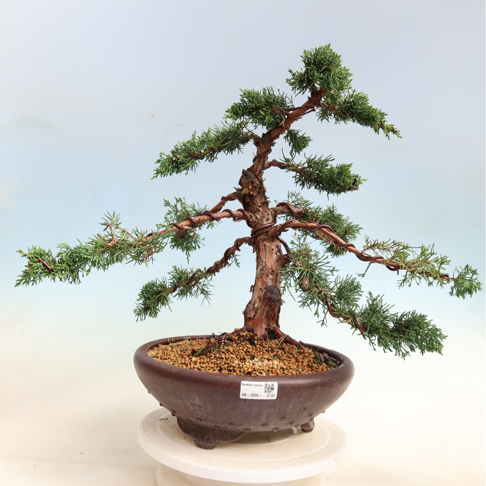 Outdoor bonsai - Juniperus chinensis Kishu
