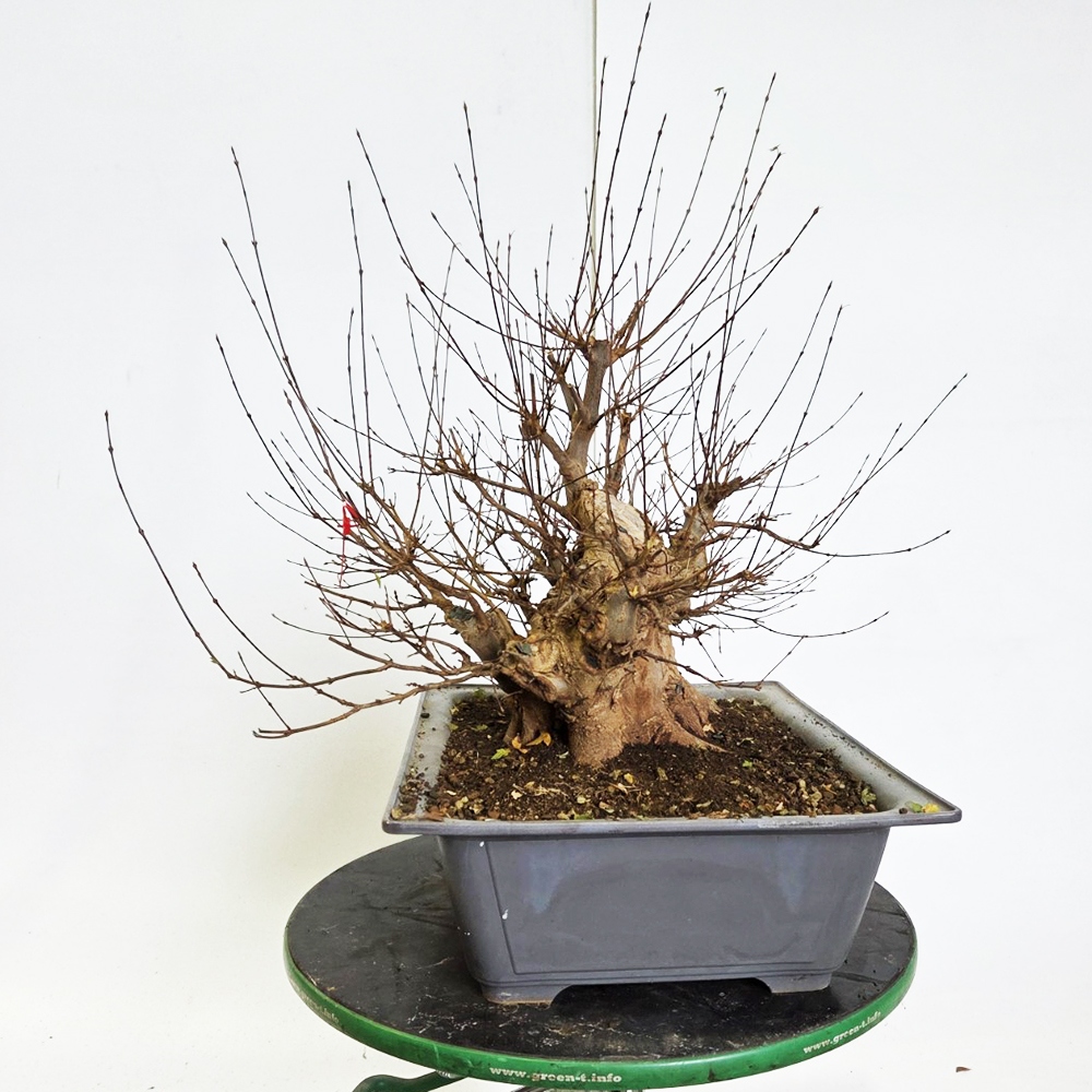 Klon bonsai na zewnątrz - Acer Burgeriana