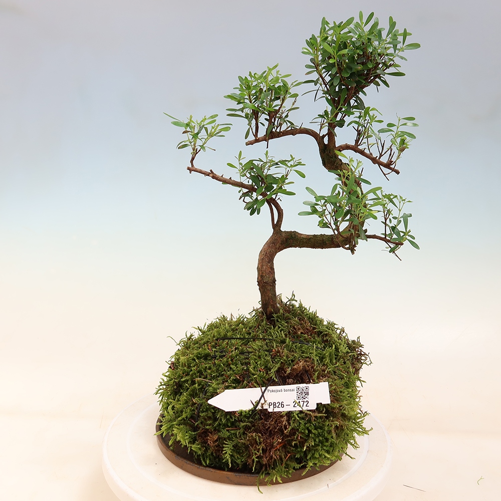 Kokedama z podstawką – Syzygium – drzewo pimentowe