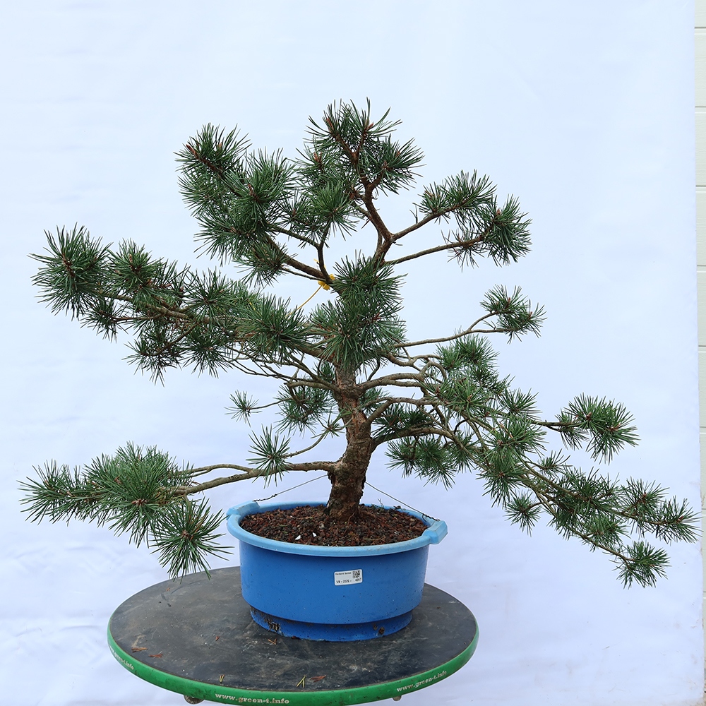Pinus sylvestris Hiszpania – sosna zwyczajna