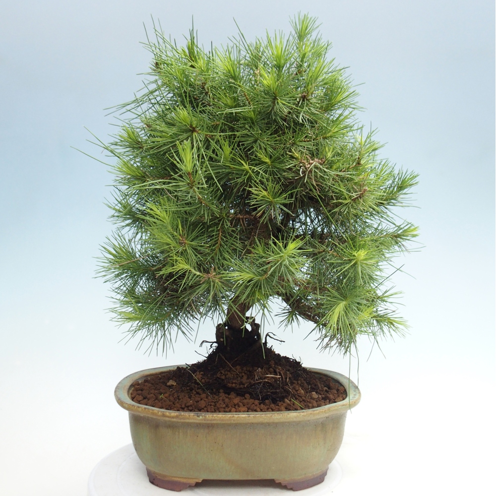 Pokój bonsai - Pinus halepensis - Sosna z Aleppo