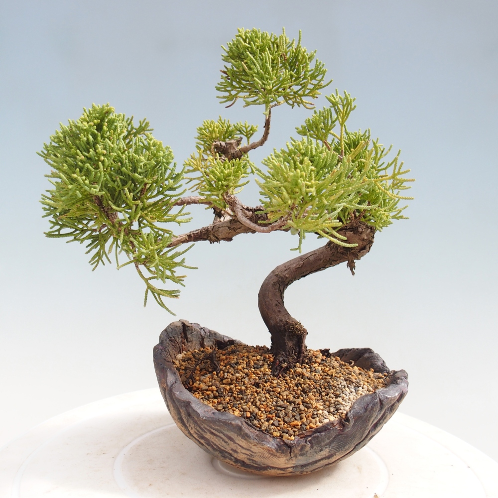 Outdoor bonsai - Juniperus chinensis Kishu