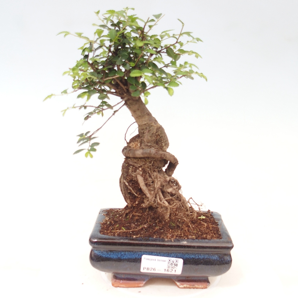 Pokój bonsai - Ulmus parvifolia - Wiąz drobnolistny