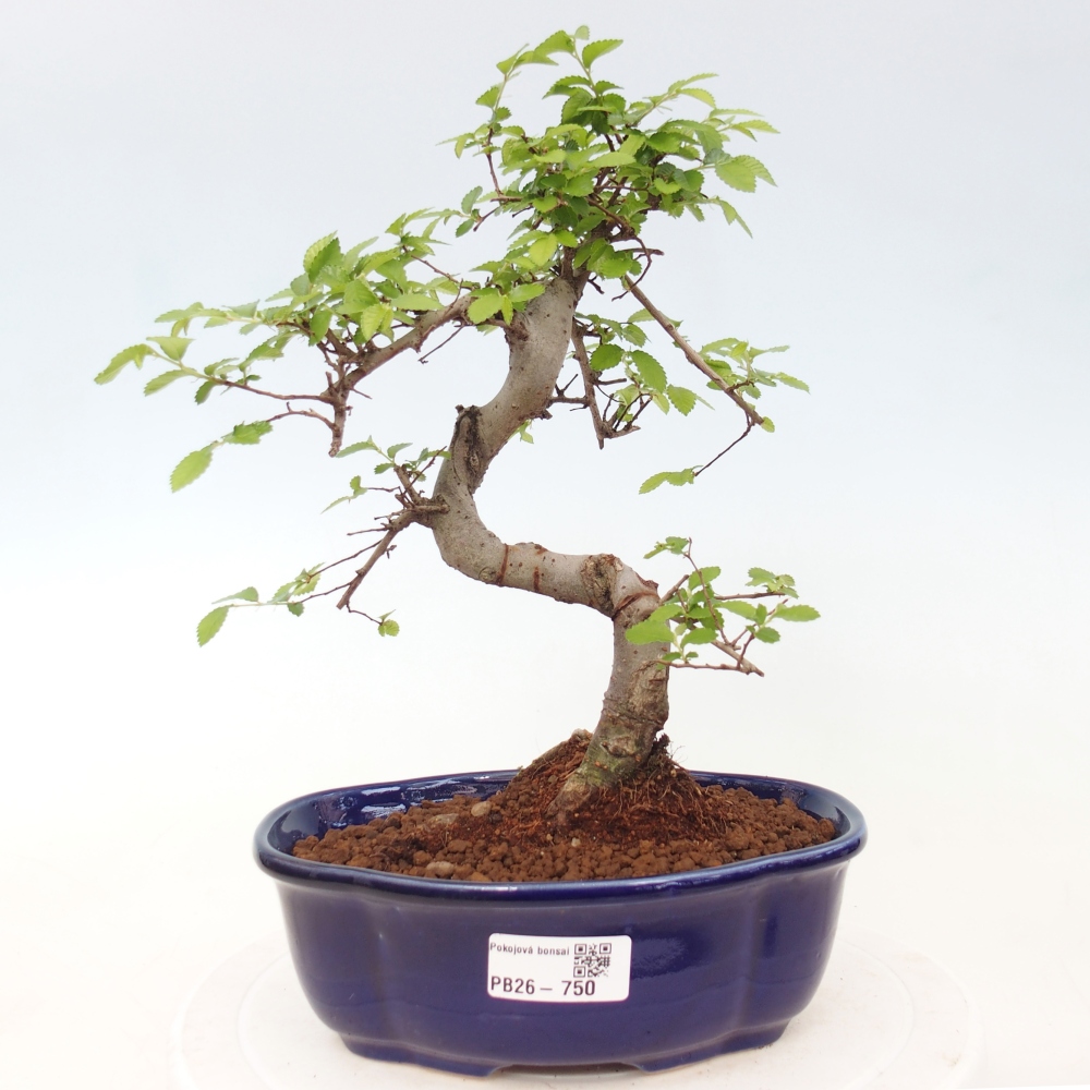 Pokój bonsai - Ulmus parvifolia - Wiąz drobnolistny