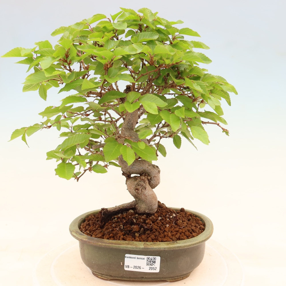 Outdoor bonsai - Carpinus coreana - grab koreański