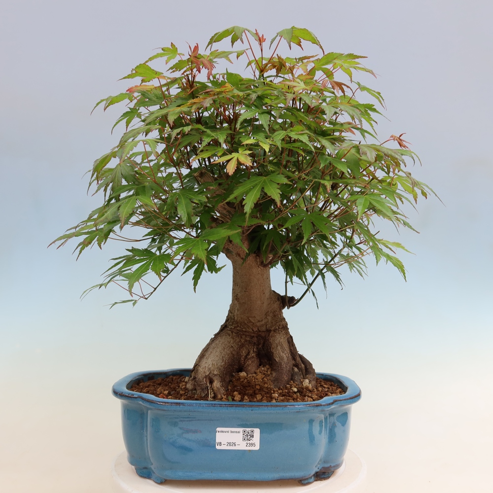 Outdoor bonsai - Klon burgeryjski - Acer burgerianum