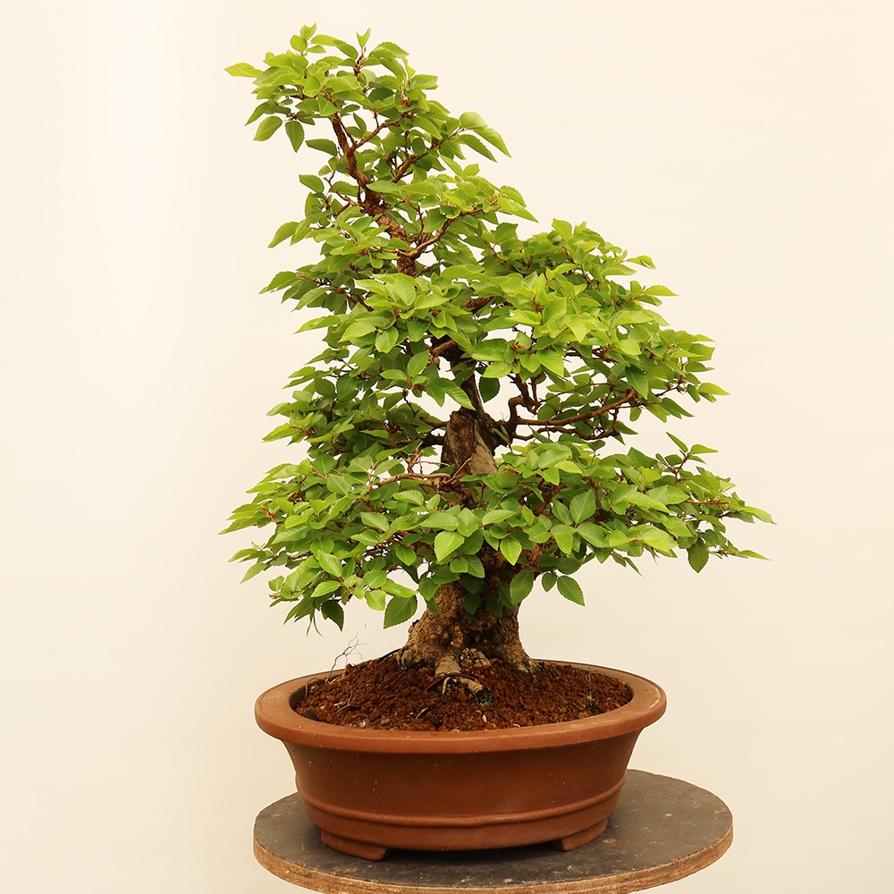 Bonsai plenerowe - Carpinus Coreana - grab koreański