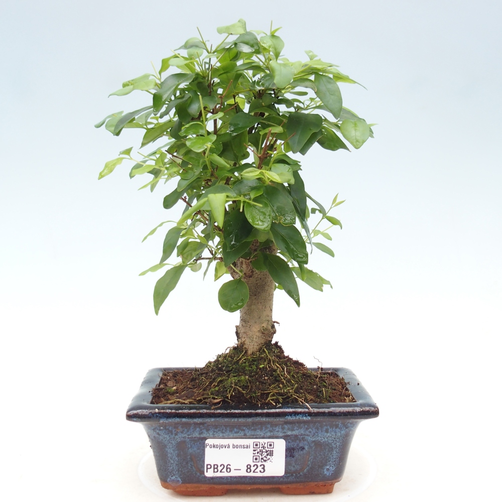 Pokój bonsai - Ligustrum chinensis - Dziób ptaka