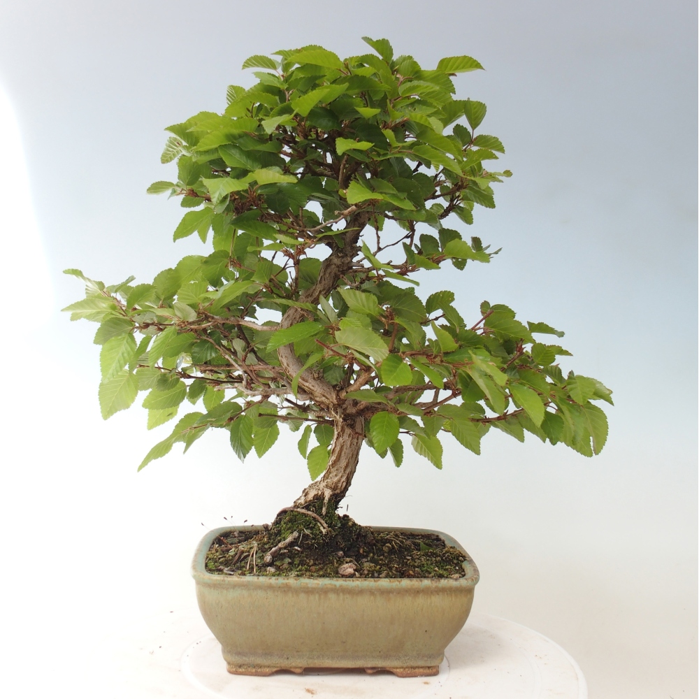 Outdoor bonsai - Carpinus CARPINOIDES - grab koreański