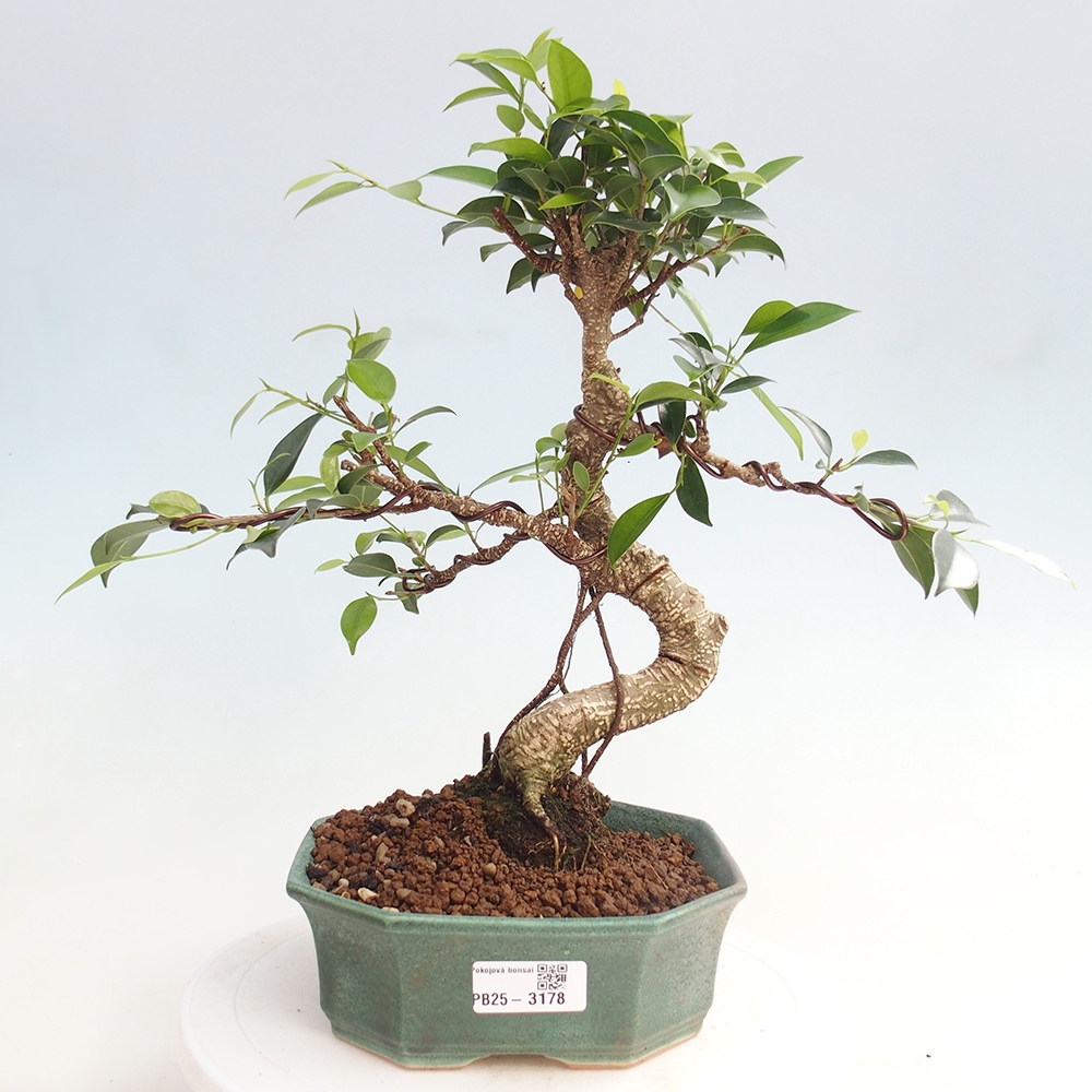 Kryty bonsai - Ficus retusa - figowiec drobnolistny