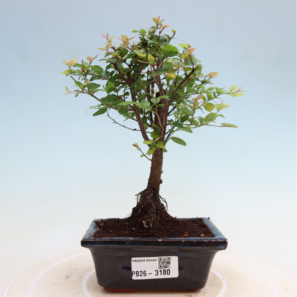Bonsai pokojowe - Sageretia thea - Sageretia thea