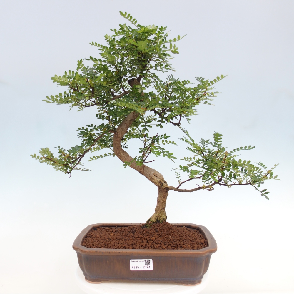 Bonsai wewnętrzne - Zantoxylum piperitum - drzewo pieprzowe