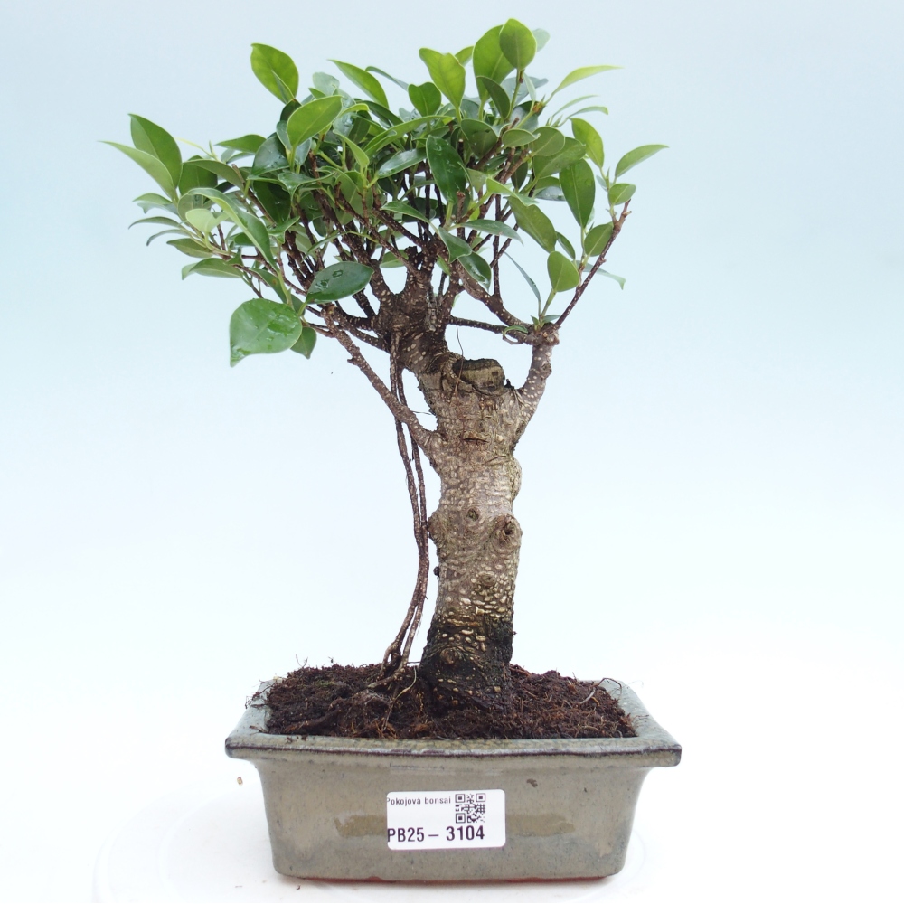 Bonsai wewnętrzne - Ficus retusa - figowiec drobnolistny