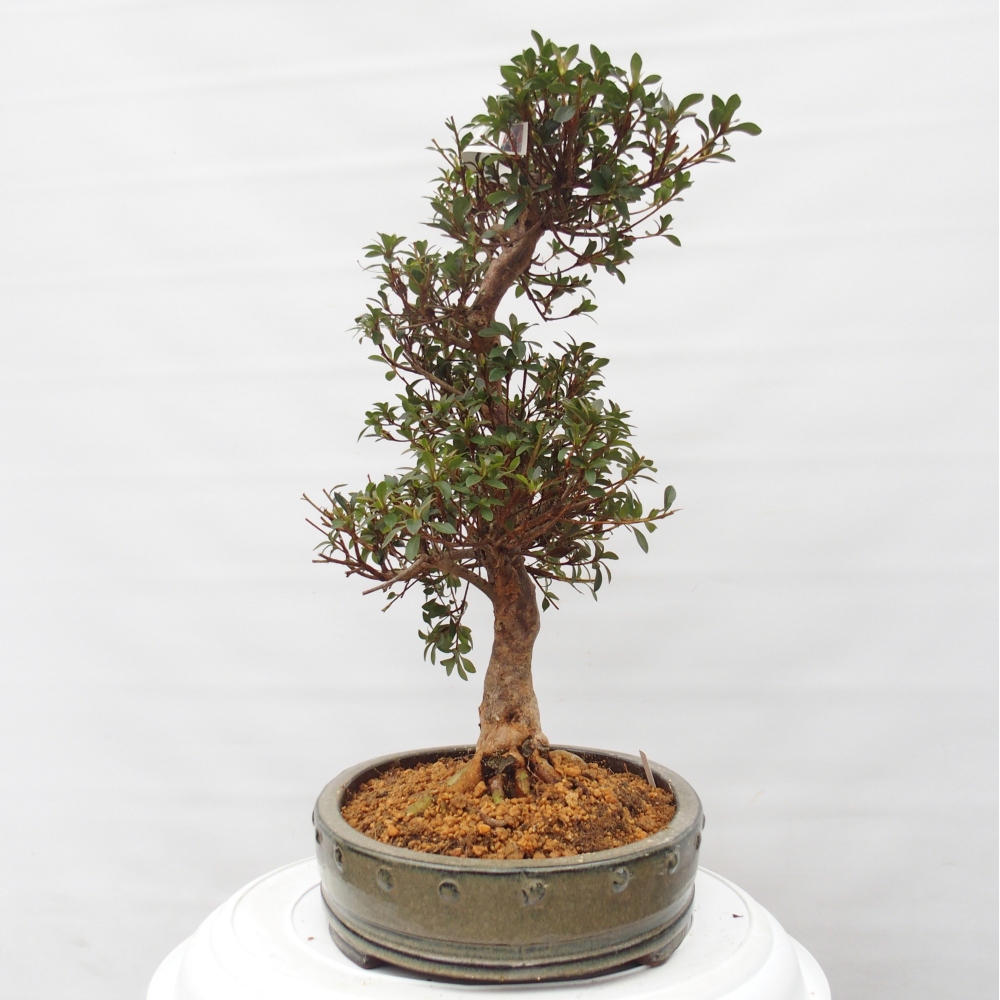 Bonsai zewnętrzne - Azalia japońska - Azalia Hanatsuzuri