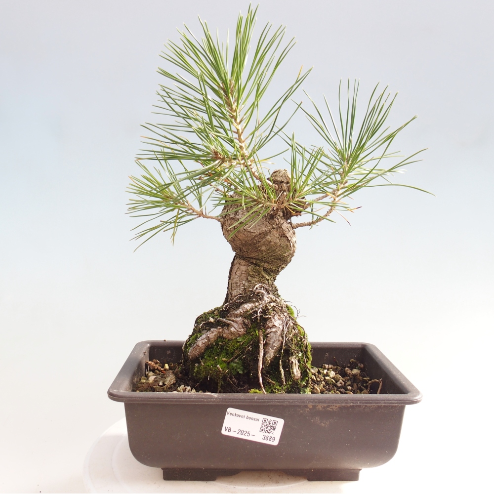 Outdoor bonsai - Pinus thunbergii - sosna Thunberga