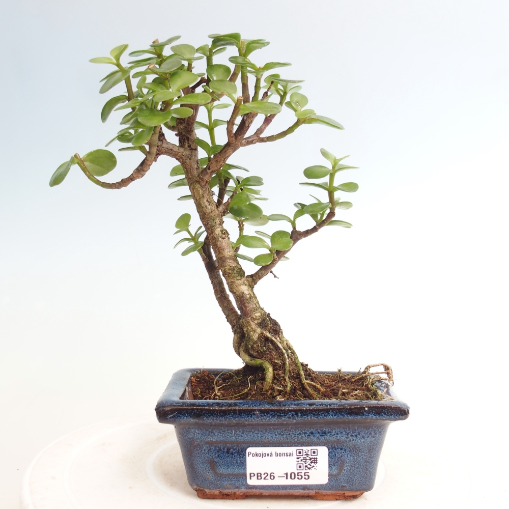 Pokój bonsai - Portulakaria Afra - Tlustice