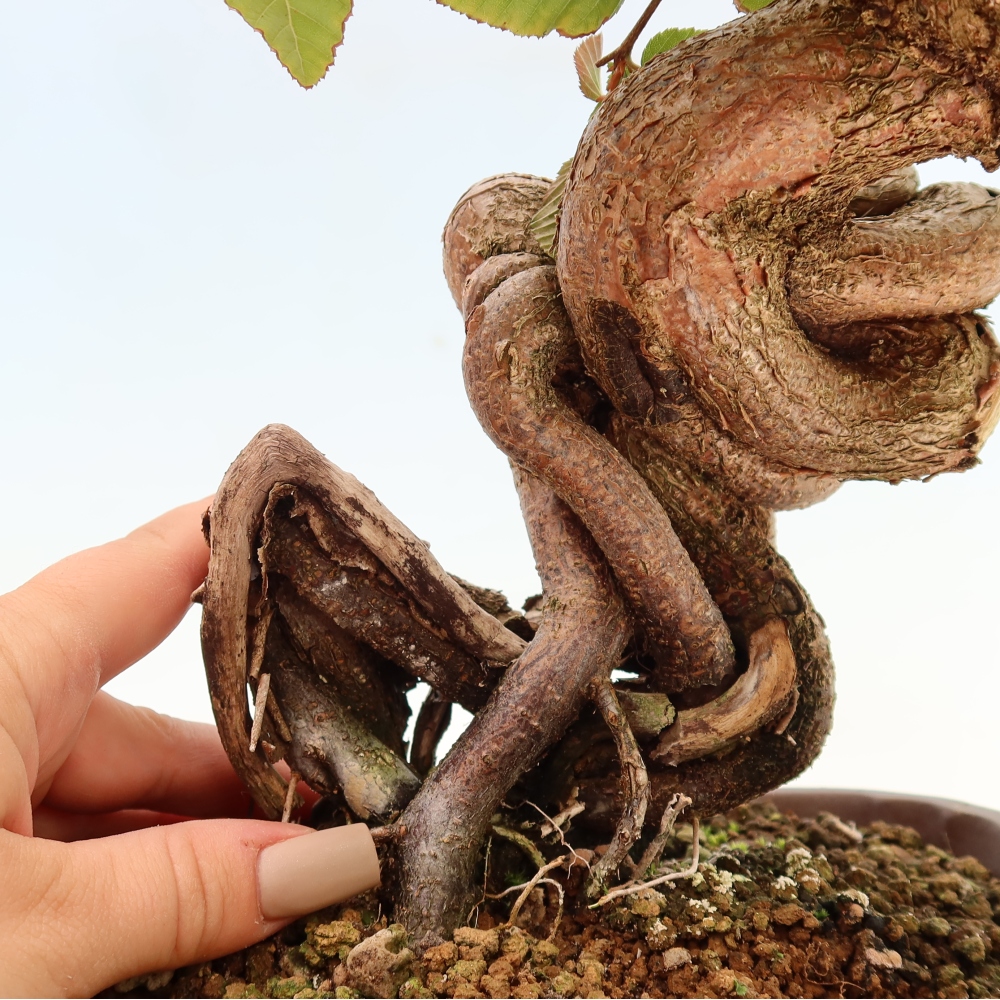 Outdoor bonsai - Carpinus CARPINOIDES - grab koreański